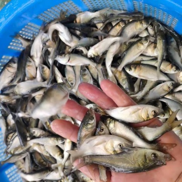 长江大头鱼苗产地供应直销，量大从优，可视频看货，一手货源