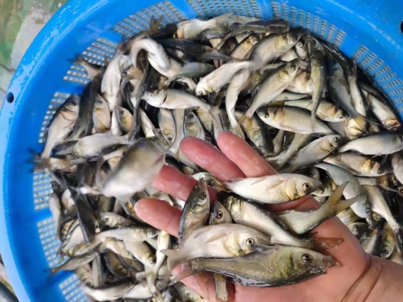长江大头鱼苗产地供应直销，量大从优，可视频看货，一手货源