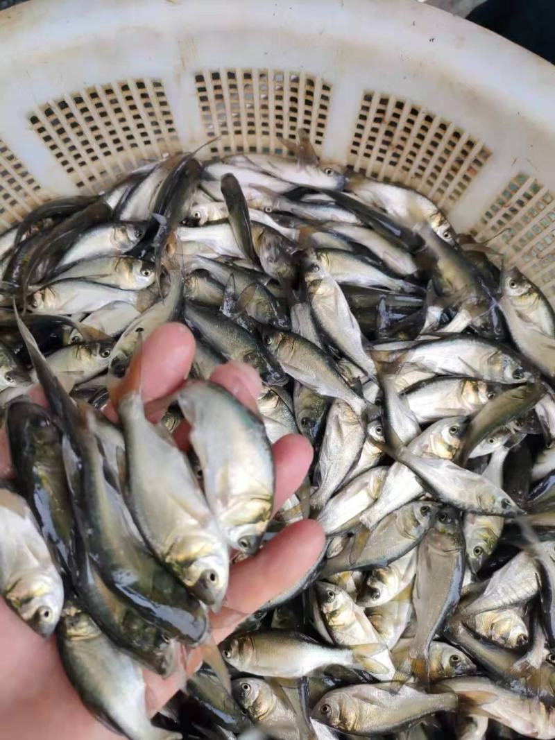 长江大头鱼苗产地供应直销，量大从优，可视频看货，一手货源
