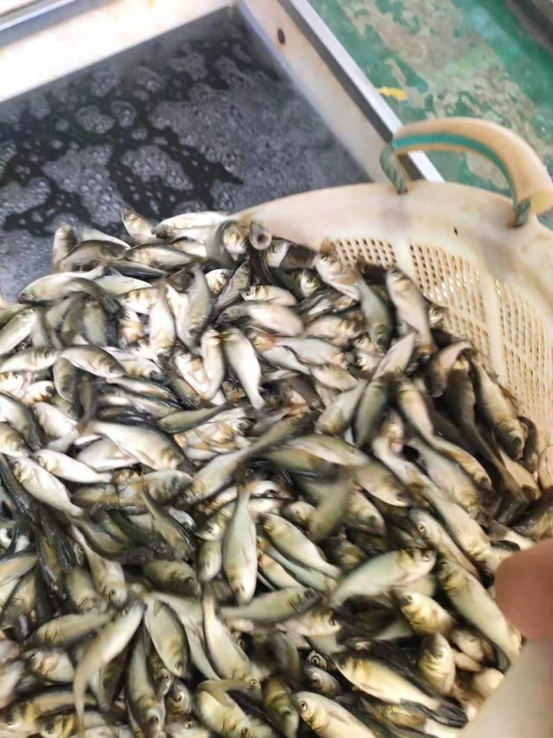 长江大头鱼苗产地供应直销，量大从优，可视频看货，一手货源