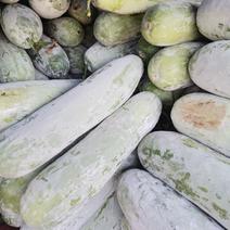 【冬瓜】安徽大白冬瓜，一手货源，量大货优，物美价廉产地直供