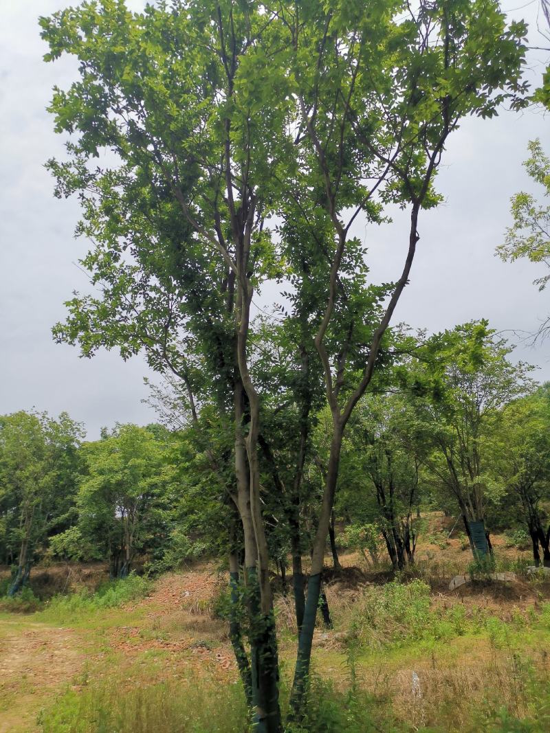 移栽丛生朴树断根苗各种规格原生丛生规格齐全