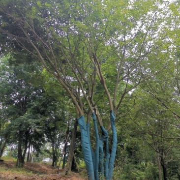移栽丛生朴树断根苗各种规格原生丛生规格齐全