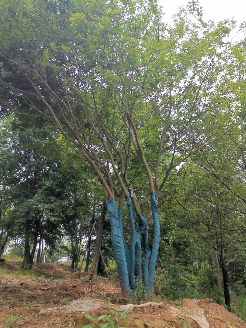 移栽丛生朴树断根苗各种规格原生丛生规格齐全