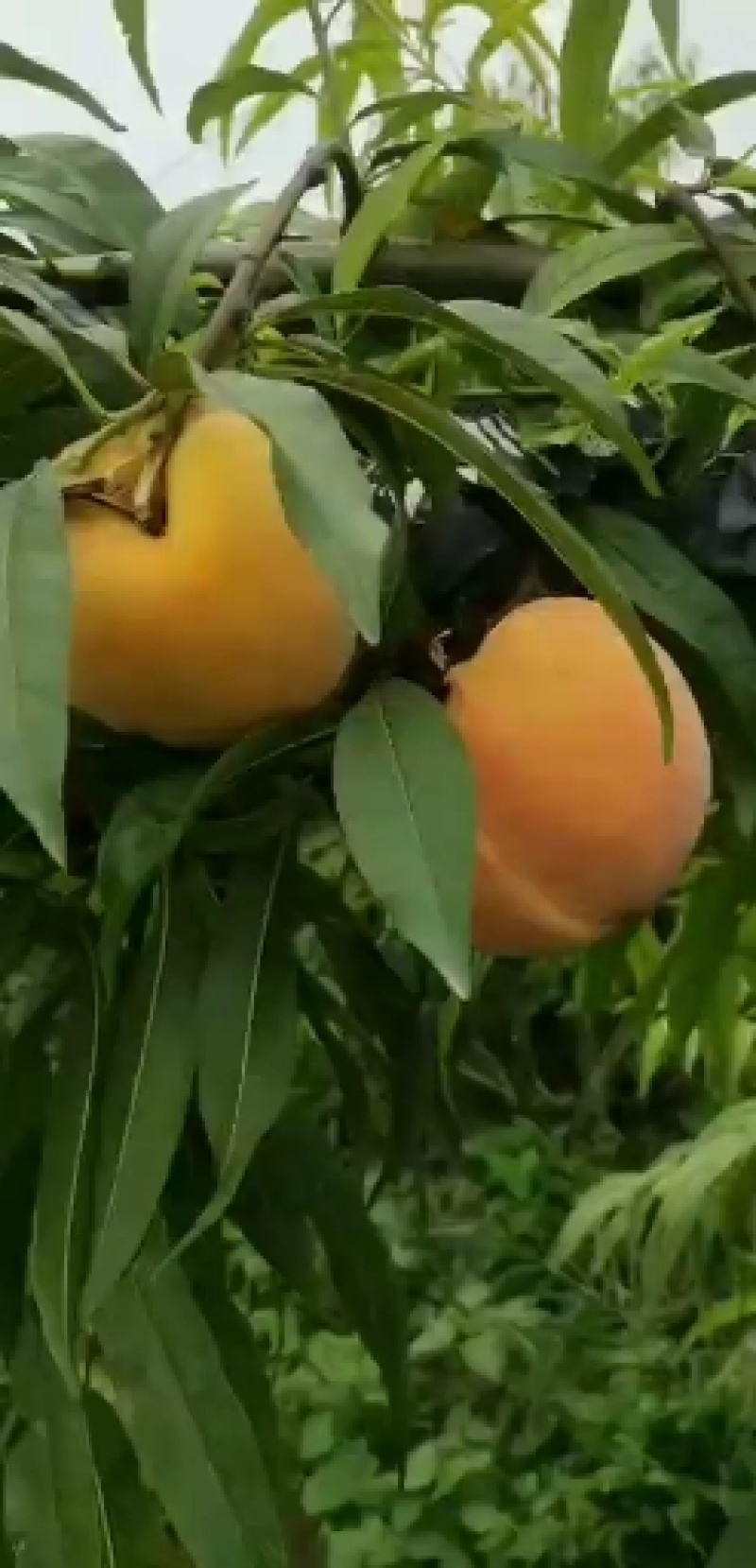 黄桃，中桃10号