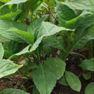 八仙花