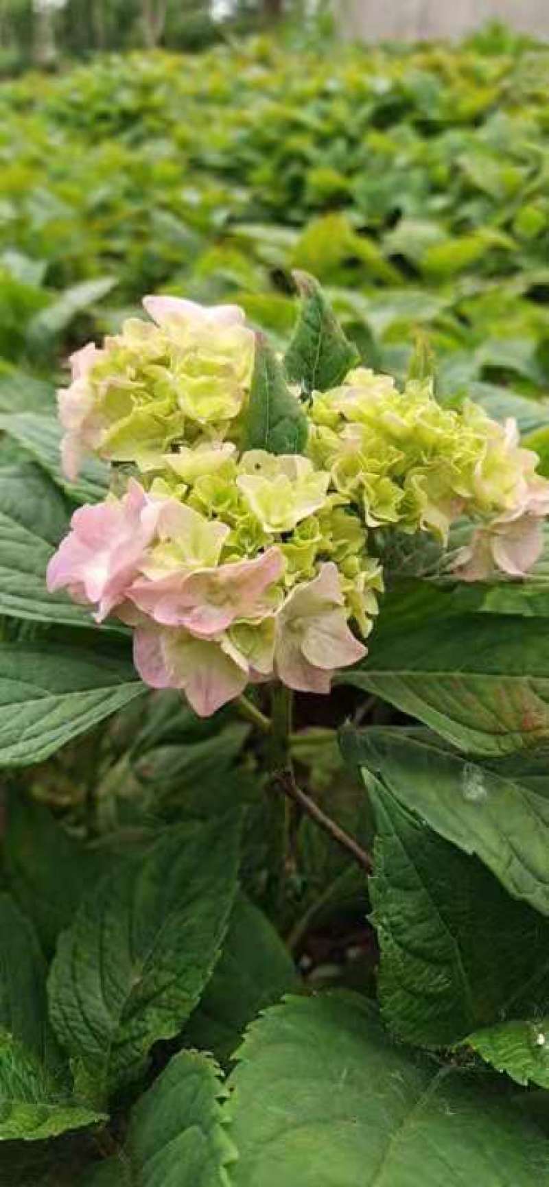 八仙花