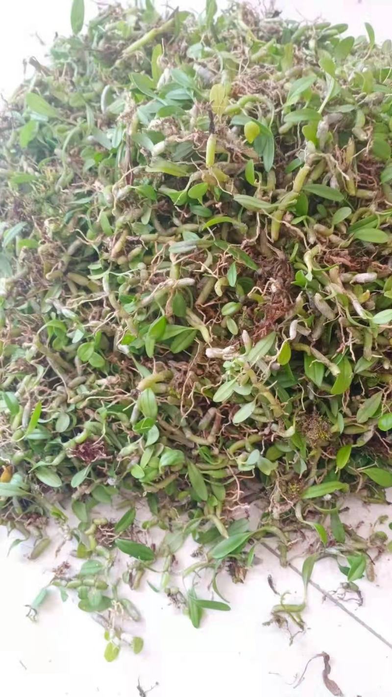 石橄榄单叶小果石米小羊耳蒜