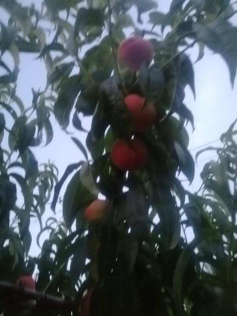 纸袋桃