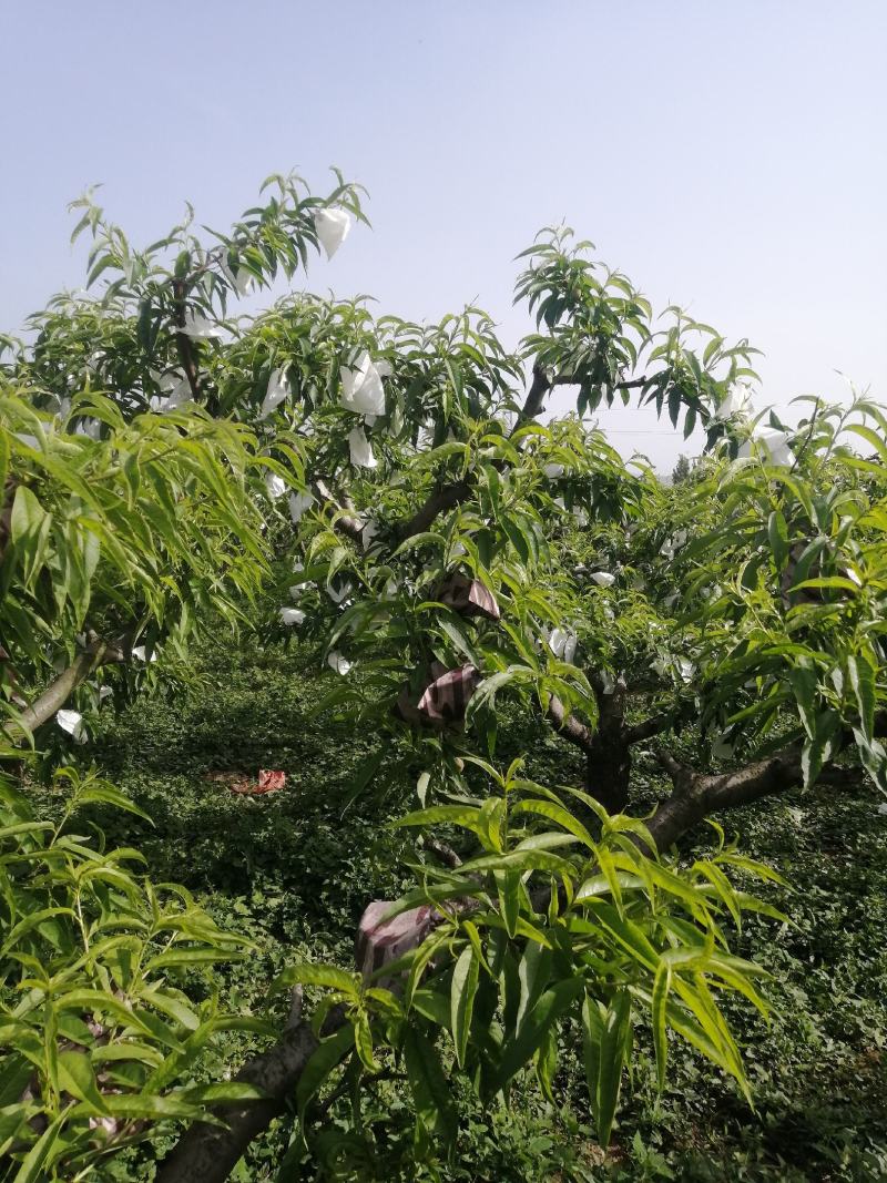 纸袋桃