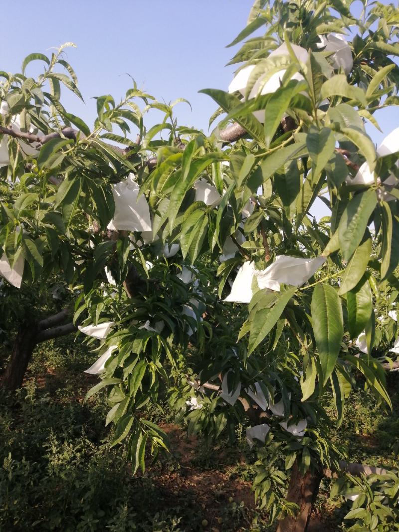 纸袋桃