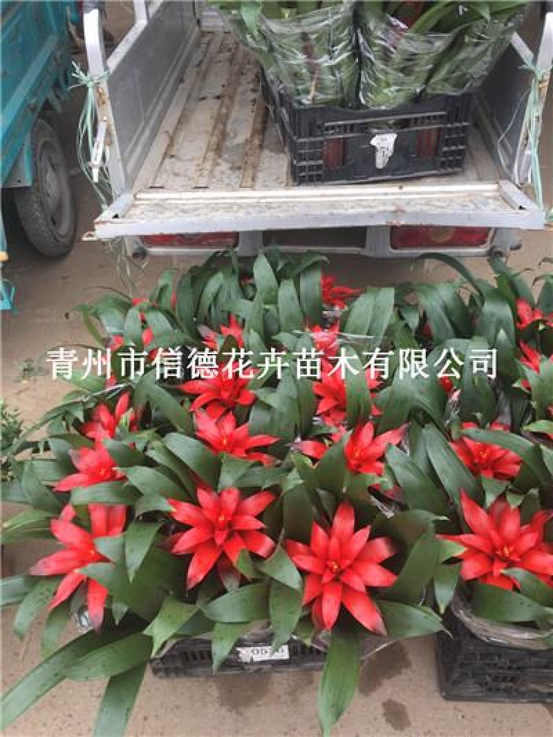 凤梨，盆花，品种多，质量好，苗圃直接发货