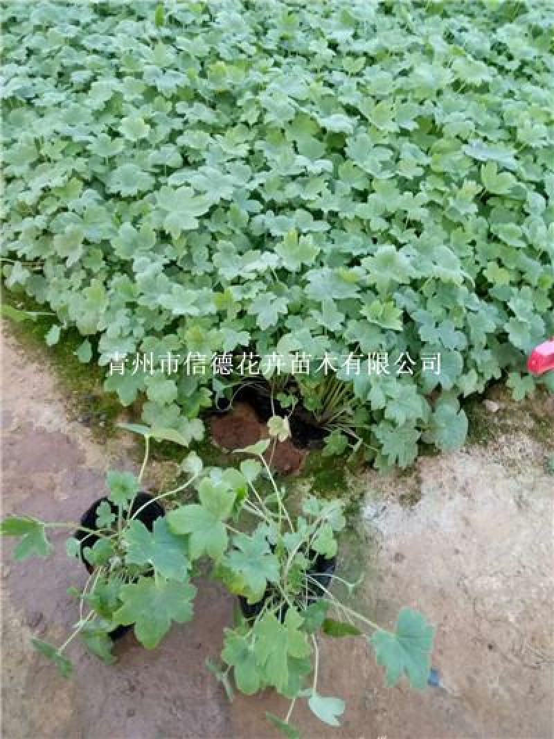 大花飞燕草，营养钵苗，一手货源，大量有货