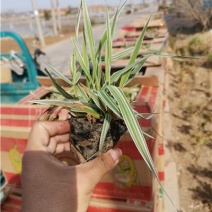 玉带草，基地直发，一手货源，大量有货，新上市