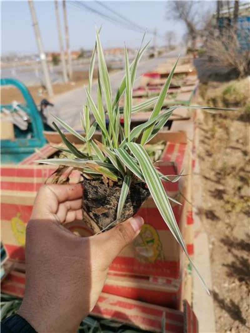 玉带草，基地直发，一手货源，大量有货，新上市