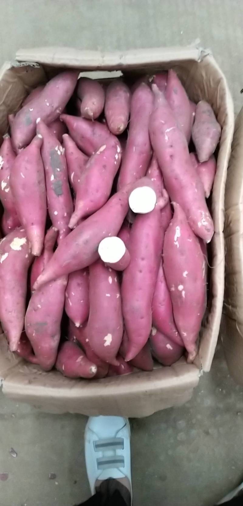 商薯19搞特价