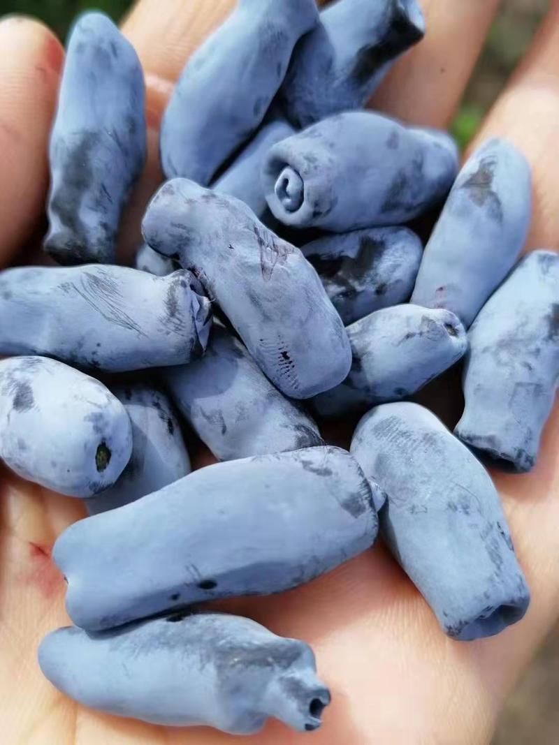 蓝靛果树苗，三年生(营养杯苗)带土发货，大果型品种。