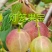蓝靛果树苗，三年生(营养杯苗)带土发货，大果型品种。