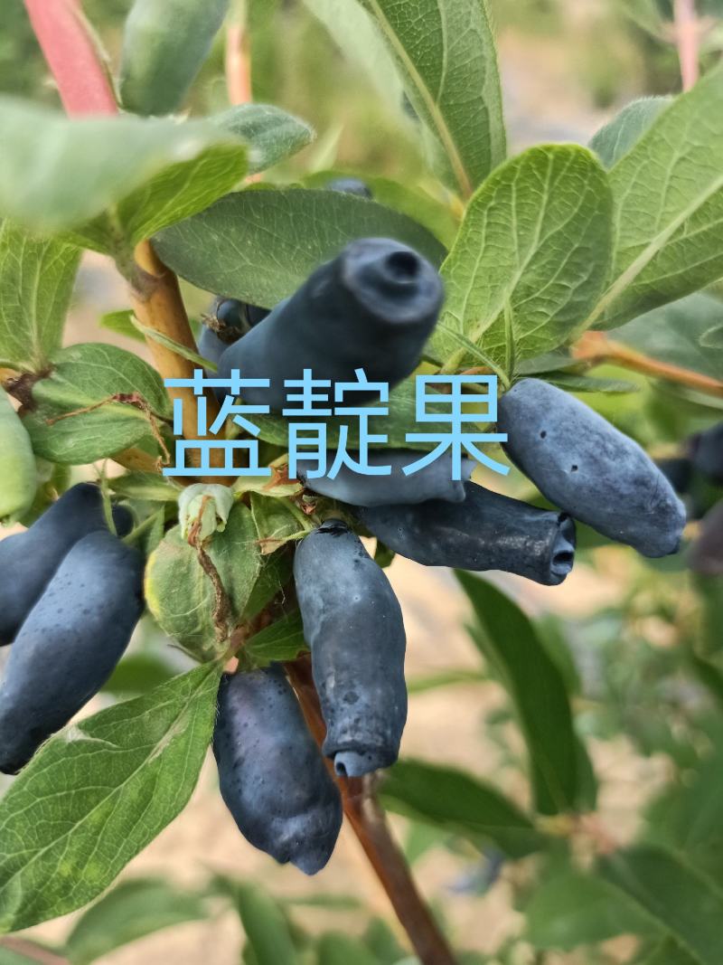 蓝靛果树苗，三年生(营养杯苗)带土发货，大果型品种。