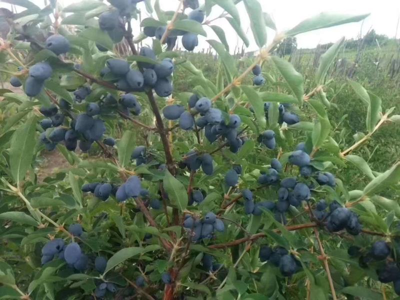 蓝靛果树苗，三年生(营养杯苗)带土发货，大果型品种。