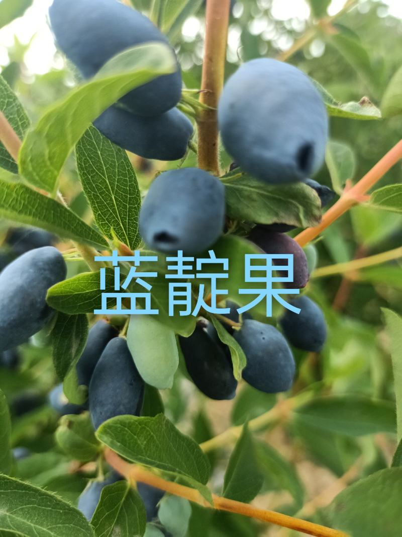 蓝靛果树苗，三年生(营养杯苗)带土发货，大果型品种。