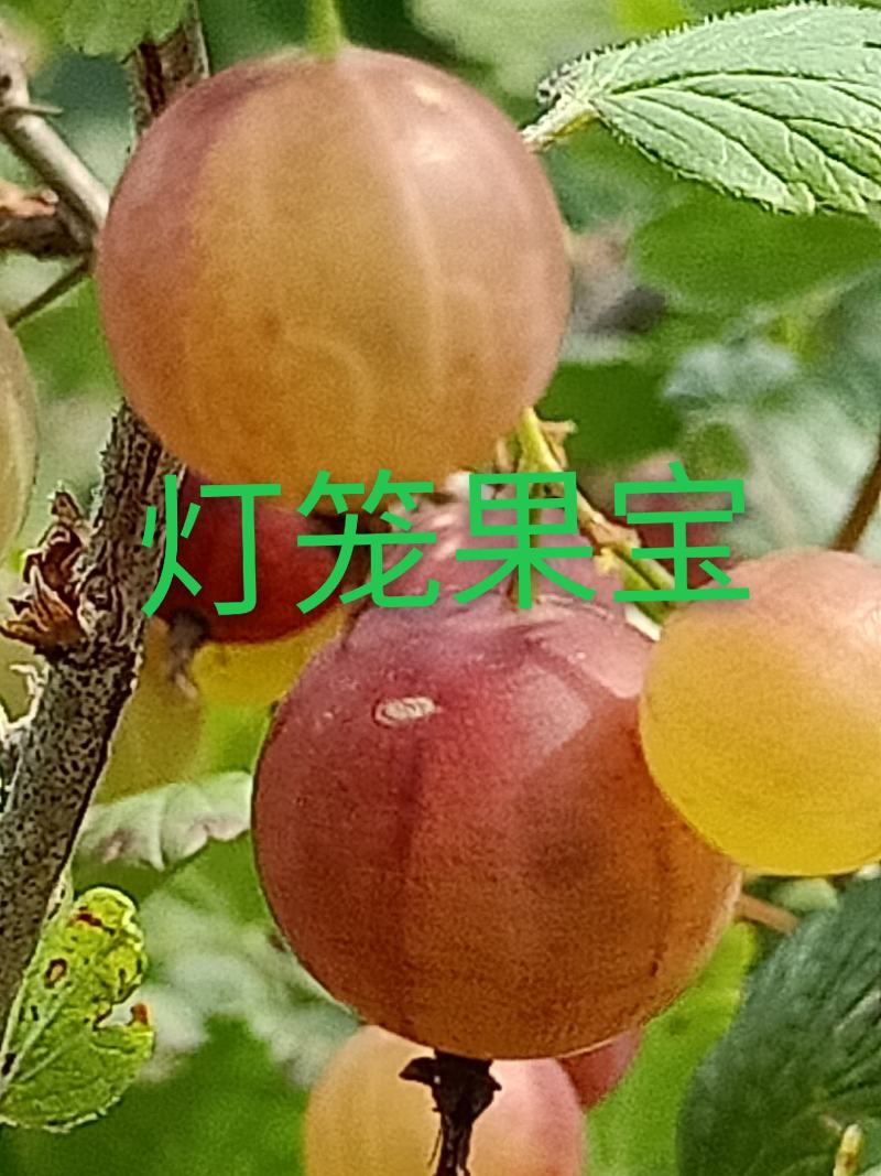 蓝靛果树苗，三年生(营养杯苗)带土发货，大果型品种。