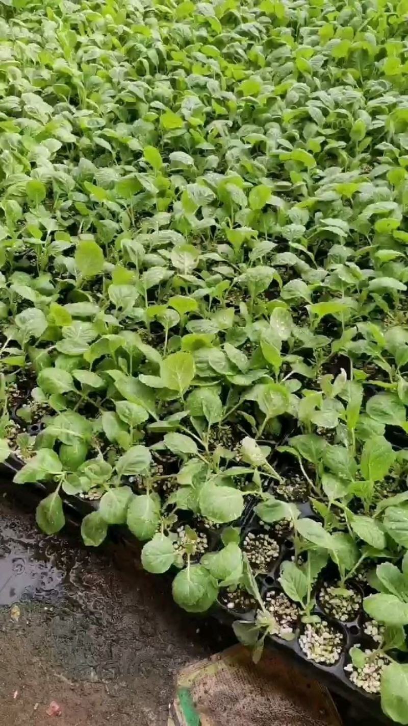 甘蓝苗，包菜种苗，卷心菜苗，洋白菜苗，苗厂直接对接
