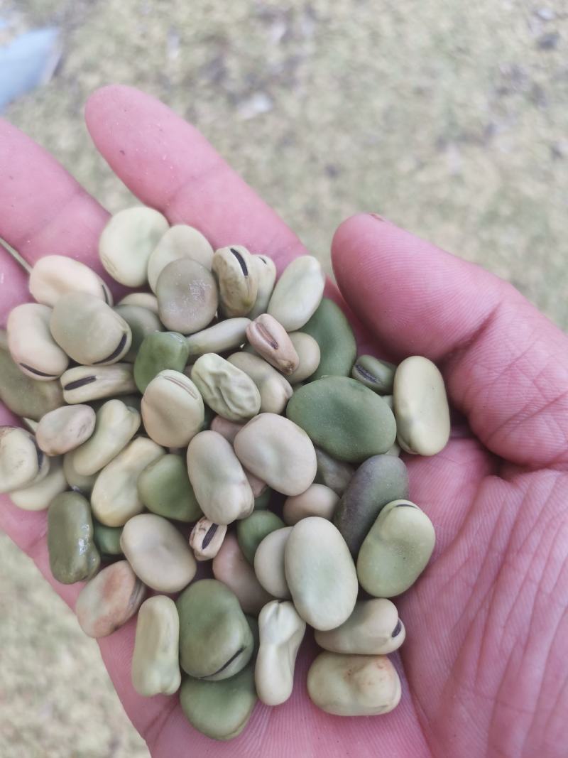 蚕豆，基地货，量大品质优，无杂质，大小颗粒都有