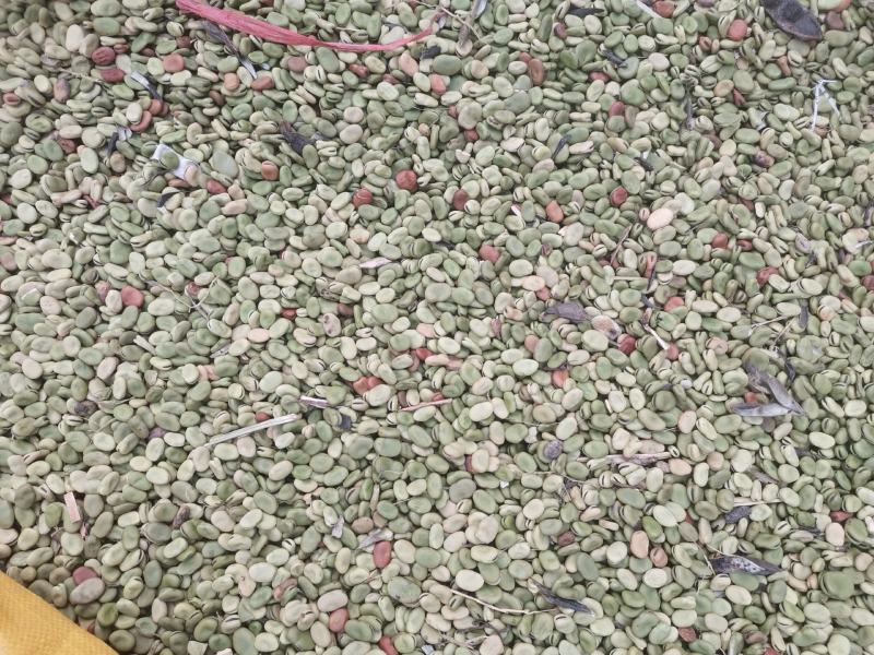 蚕豆，基地货，量大品质优，无杂质，大小颗粒都有