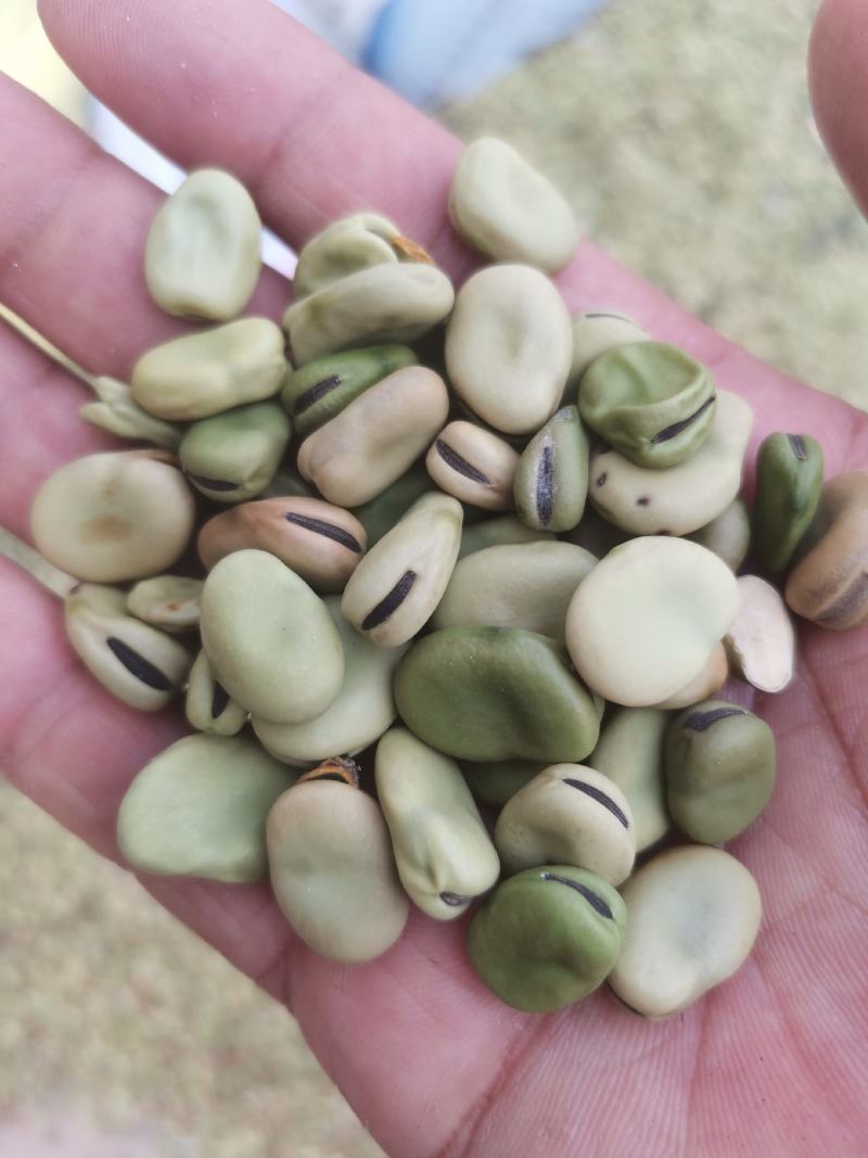 蚕豆，基地货，量大品质优，无杂质，大小颗粒都有