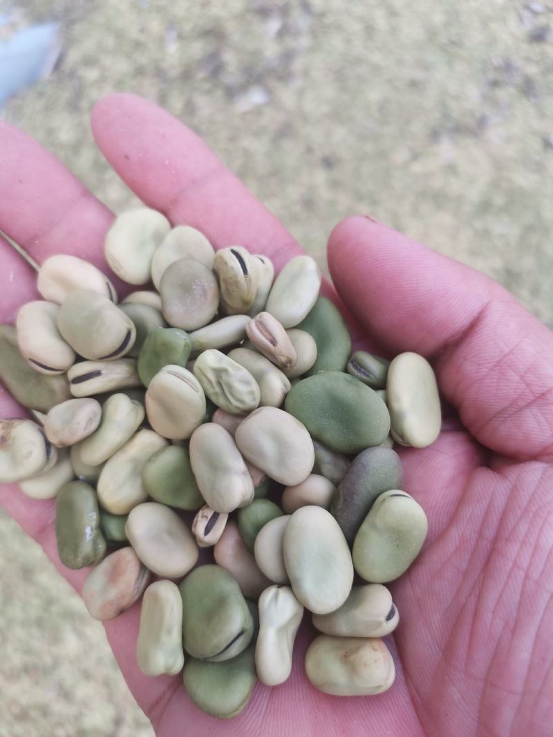 蚕豆，基地货，量大品质优，无杂质，大小颗粒都有