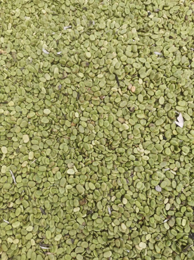 蚕豆，基地货，量大品质优，无杂质，大小颗粒都有
