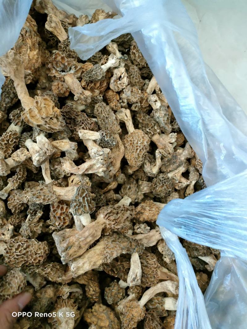 羊肚菌，精品秦岭羊肚菌