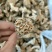 羊肚菌，精品秦岭羊肚菌