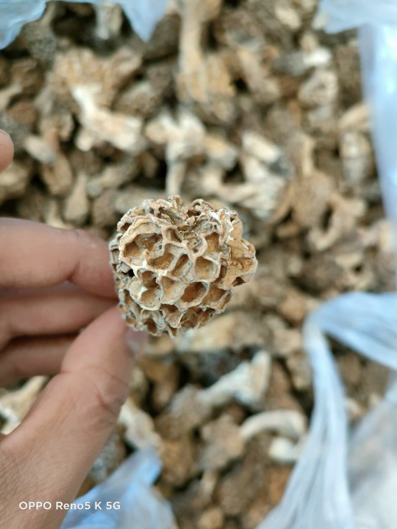 羊肚菌，精品秦岭羊肚菌
