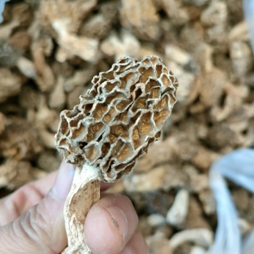 羊肚菌，精品秦岭羊肚菌
