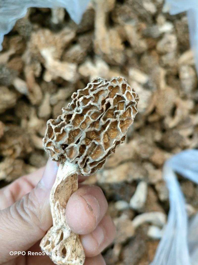羊肚菌，精品秦岭羊肚菌