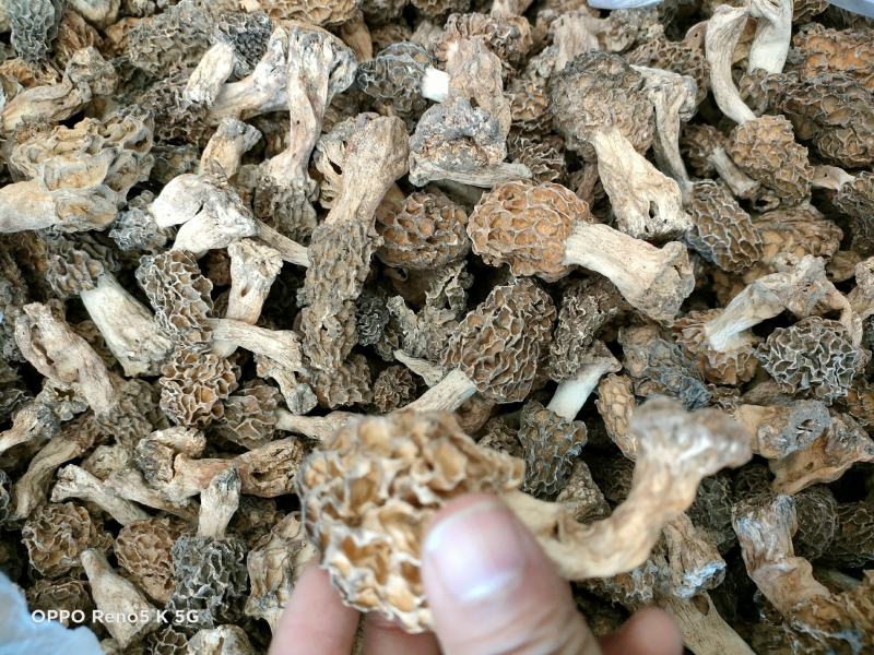 羊肚菌，精品秦岭羊肚菌