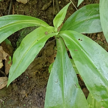 野生双肾草，现采现发。有需要的联系。