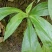 野生双肾草，现采现发。有需要的联系。