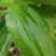 野生双肾草，现采现发。有需要的联系。