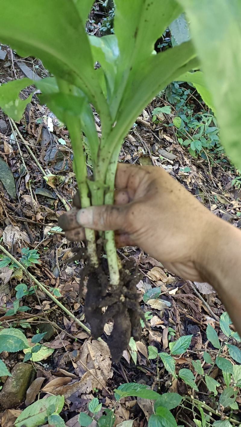 野生双肾草，现采现发。有需要的联系。