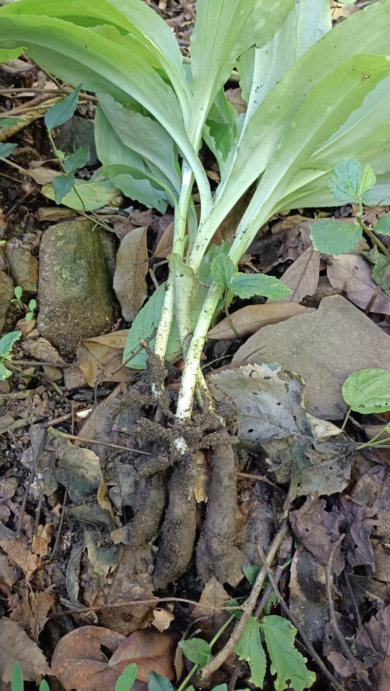 野生双肾草，现采现发。有需要的联系。