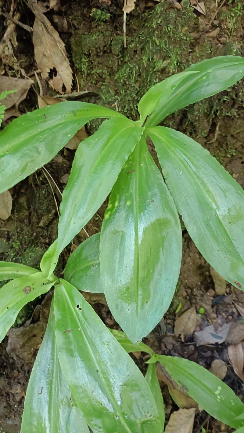野生双肾草，现采现发。有需要的联系。