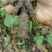 野生双肾草，现采现发。有需要的联系。