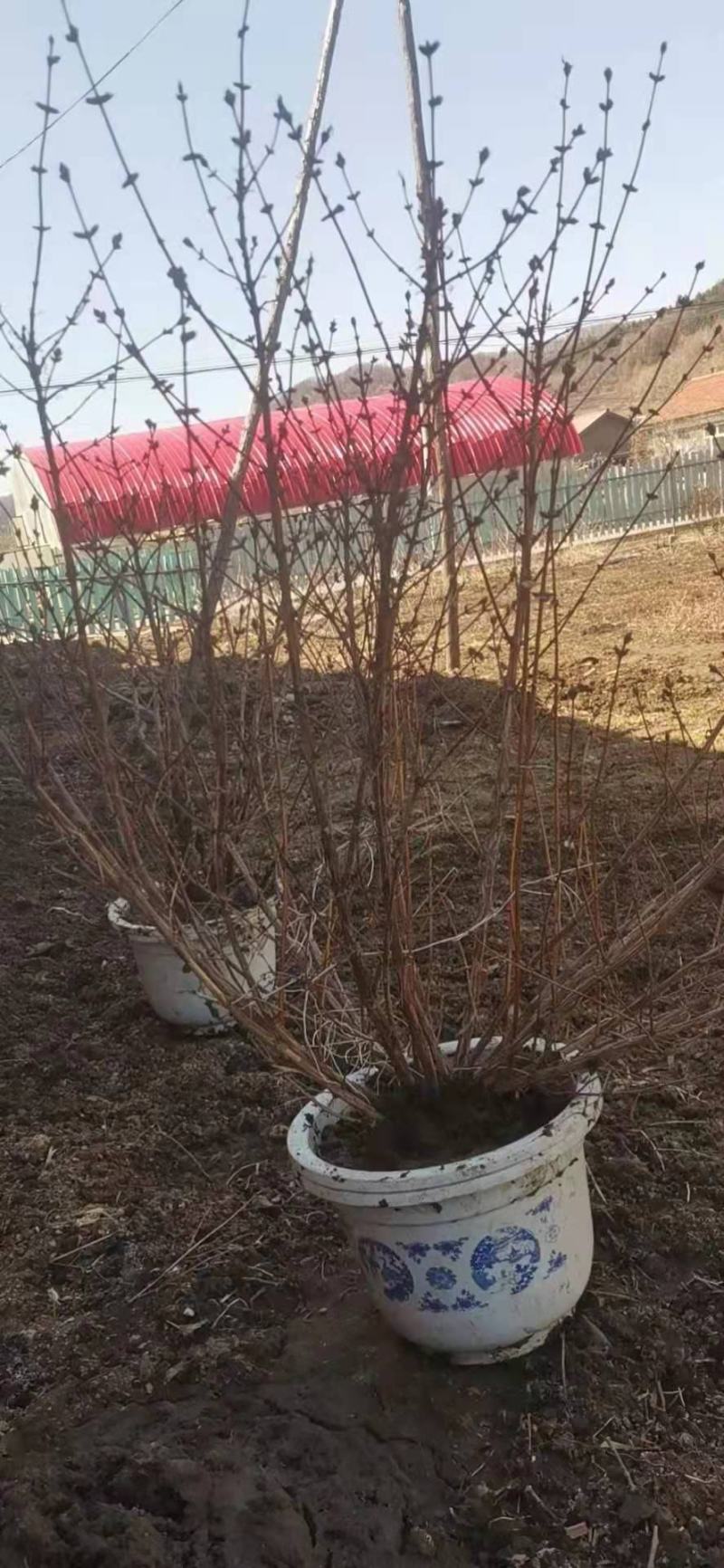 现卖大墩子五年生蓝靛果苗，现在开始栽苗今年挂果，产量高。