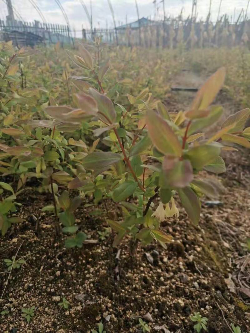现卖大墩子五年生蓝靛果苗，现在开始栽苗今年挂果，产量高。