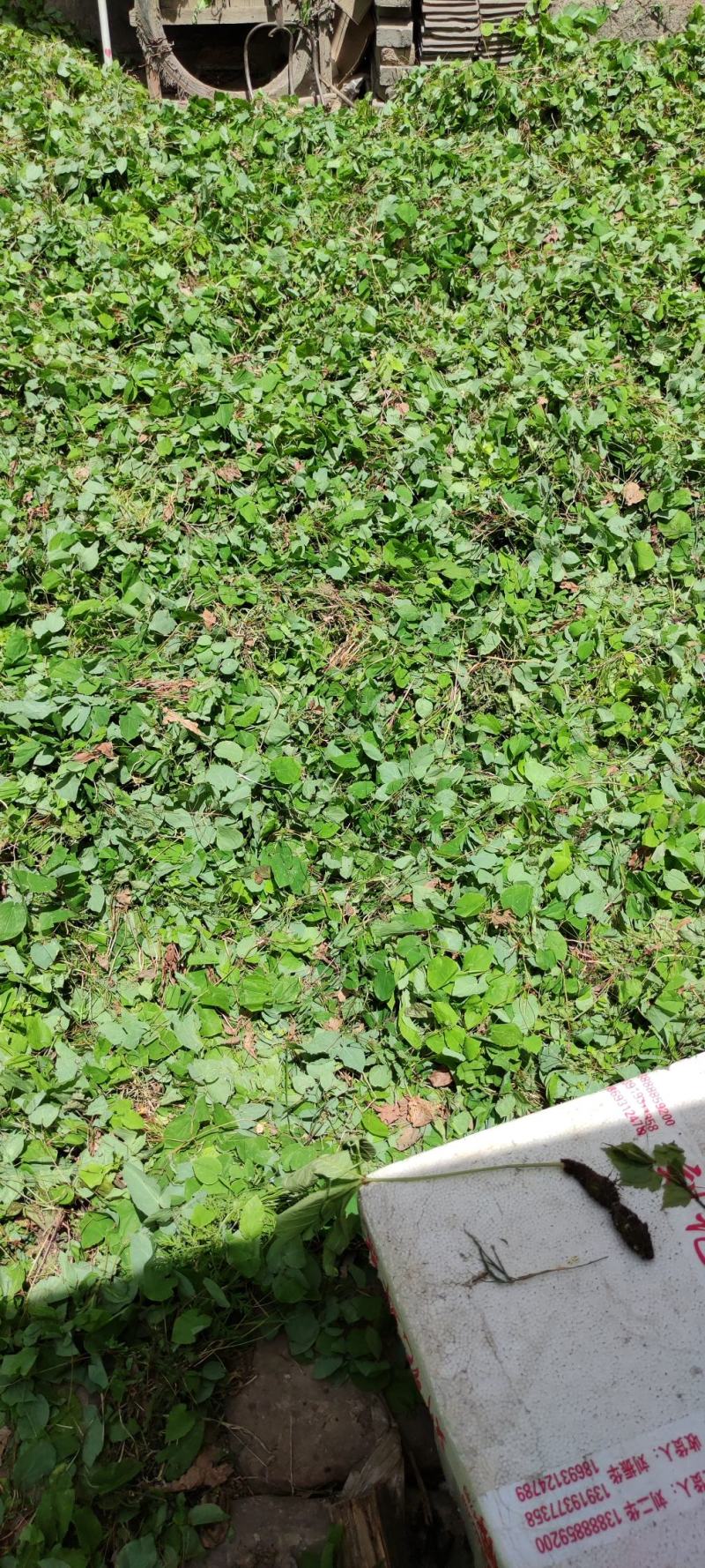 甘肃小圆叶淫羊藿产新，货美质量好，干净无杂草，