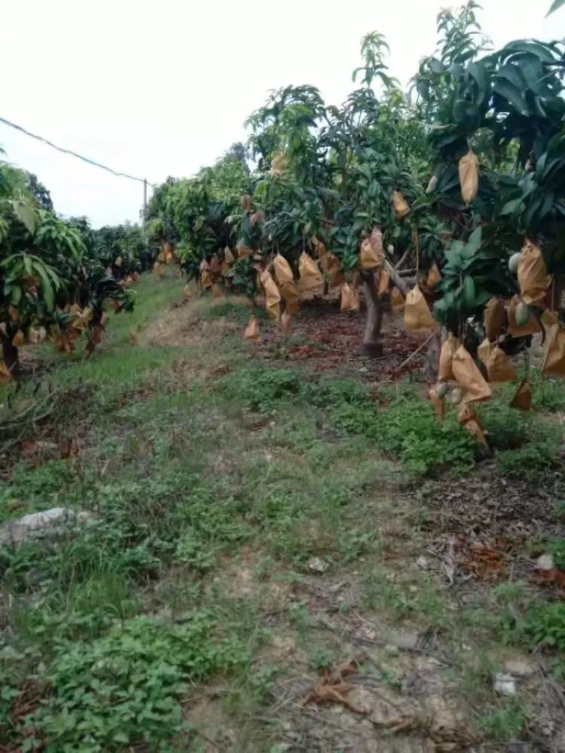 广西百色田阳区金皇芒（大青芒）大量供应各大电商、微商