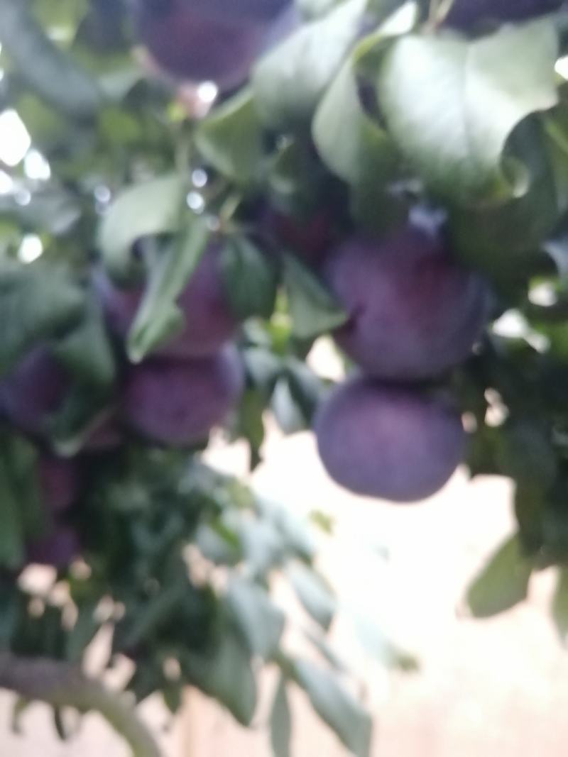 黑巨力李子现在已经陆陆续续上市，口感酸甜，个头大，耐运输